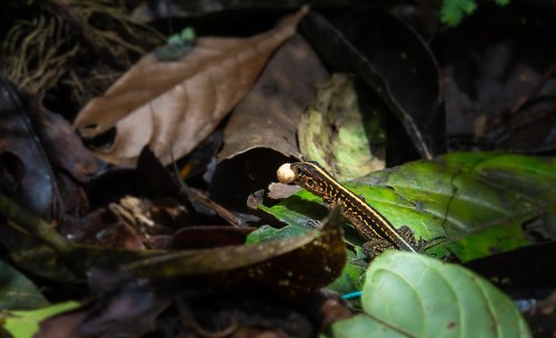 Costa Rica 2025 – Bild 246